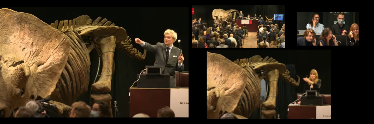 SOLD 6 651 100 € (including fees) BIG JOHN HIGHLIGHT, largest-ever triceratops, 2021 October 21st
